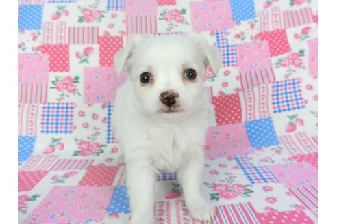 成約済の千葉県のチワワ(ロングコート)-120382の4枚目