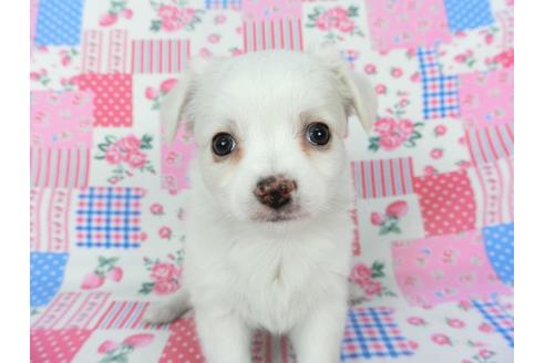 成約済の千葉県のチワワ(ロングコート)-120382の3枚目