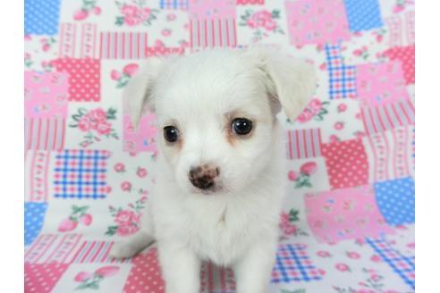 成約済の千葉県のチワワ(ロングコート)-120382の2枚目