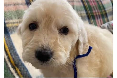 成約済の石川県のゴールデンドゥードル:ゴールデンレトリーバー×プードル-121494の1枚目