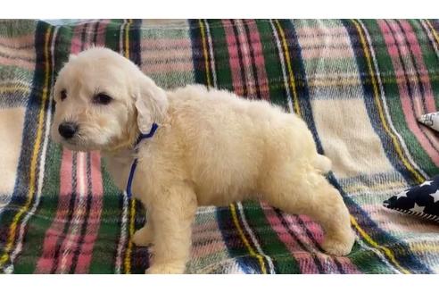 成約済の石川県のゴールデンドゥードル:ゴールデンレトリーバー×プードル-121494の2枚目