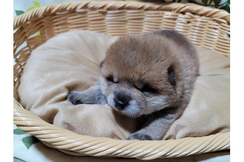 成約済の千葉県の柴犬-121505の3枚目