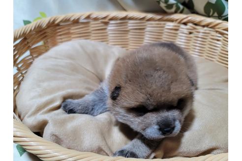 成約済の千葉県の柴犬-121505の2枚目