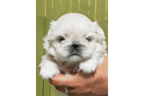 成約済の埼玉県のペキニーズ-119439の1枚目