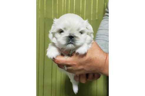 成約済の埼玉県のペキニーズ-119439の4枚目