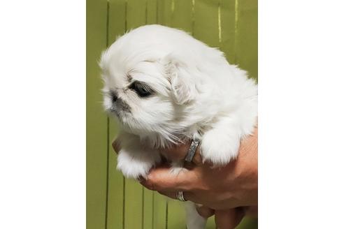 成約済の埼玉県のペキニーズ-119439の3枚目