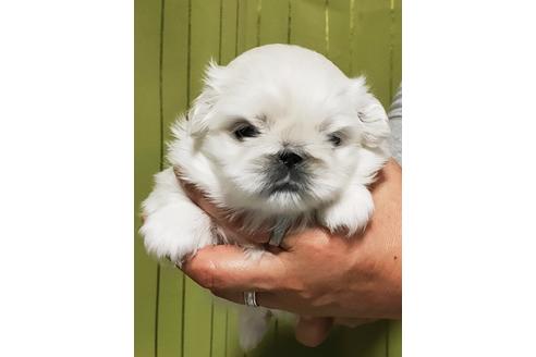 成約済の埼玉県のペキニーズ-119439の2枚目