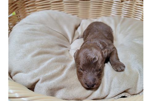 成約済の千葉県のトイプードル-121508の5枚目