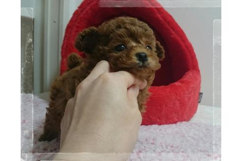 成約済の福岡県のティーカッププードル-121513の4枚目