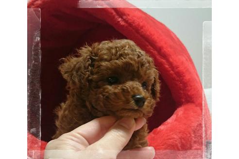 成約済の福岡県のタイニープードル-121515の4枚目