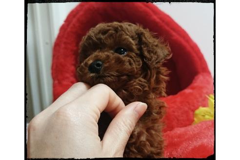 成約済の福岡県のタイニープードル-121515の3枚目