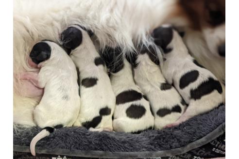 成約済の千葉県のパピヨン-121538の76枚目