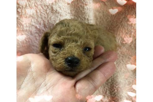 成約済の愛媛県のタイニープードル-121541の1枚目