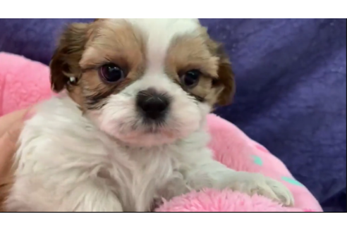 成約済の東京都のシーズー-121563の1枚目