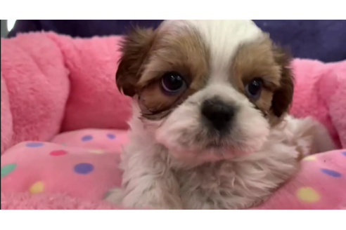 成約済の東京都のシーズー-121563の2枚目