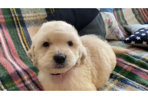 成約済の石川県のゴールデンドゥードル:ゴールデンレトリーバー×プードル-121568の1枚目