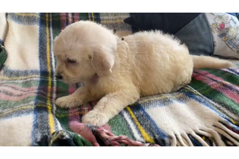 成約済の石川県のゴールデンドゥードル:ゴールデンレトリーバー×プードル-121568の3枚目