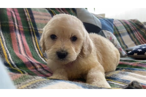 成約済の石川県のゴールデンドゥードル:ゴールデンレトリーバー×プードル-121568の2枚目