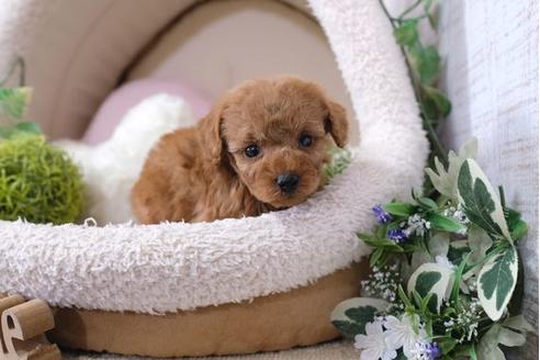 成約済の滋賀県のトイプードル-121548の1枚目