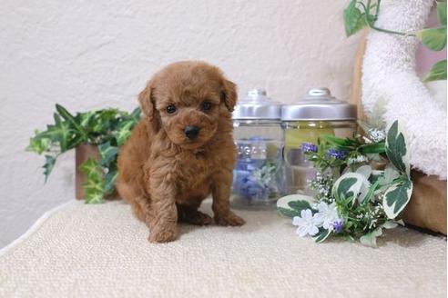 成約済の滋賀県のトイプードル-121548の3枚目