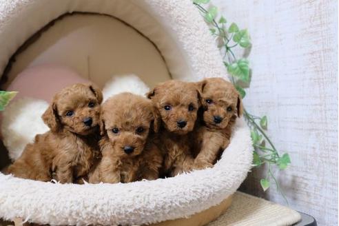 成約済の滋賀県のトイプードル-121548の2枚目