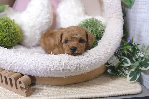 成約済の滋賀県のトイプードル-121551の3枚目