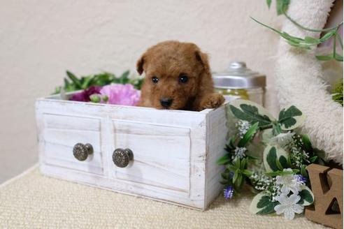 成約済の滋賀県のトイプードル-121552の3枚目