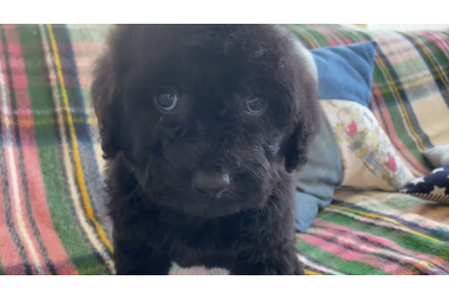 成約済の石川県のゴールデンドゥードル:ゴールデンレトリーバー×プードル-121569の3枚目