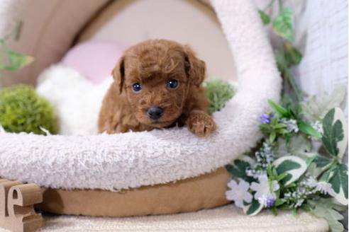 成約済の滋賀県のトイプードル-121553