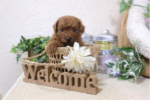 成約済の滋賀県のトイプードル-121553の3枚目