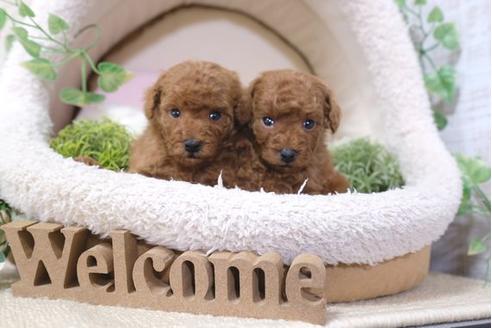 成約済の滋賀県のトイプードル-121553の2枚目