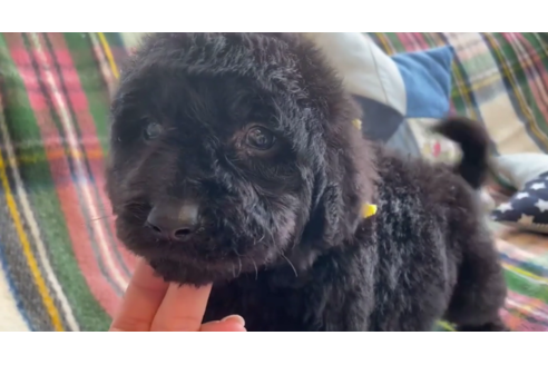 成約済の石川県のゴールデンドゥードル:ゴールデンレトリーバー×プードル-121574の1枚目