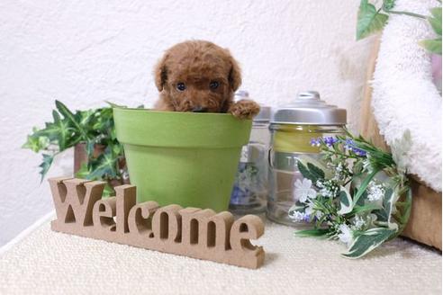 成約済の滋賀県のトイプードル-121554