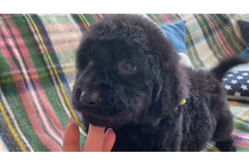 成約済の石川県のゴールデンドゥードル:ゴールデンレトリーバー×プードル-121574の2枚目