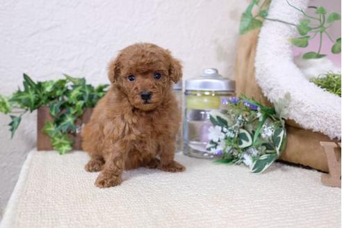 成約済の滋賀県のトイプードル-121554の3枚目