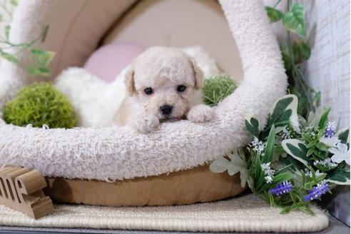 成約済の滋賀県のトイプードル-121562の1枚目