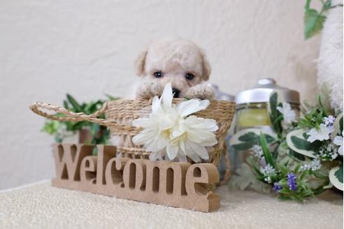 成約済の滋賀県のトイプードル-121562の2枚目