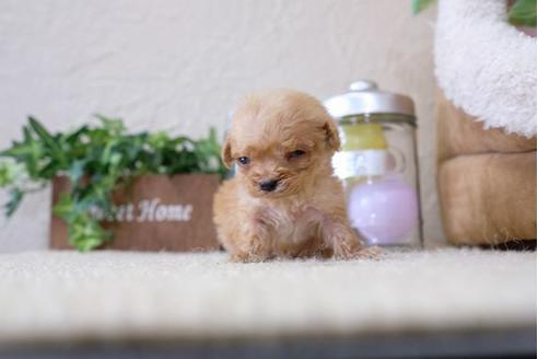 成約済の滋賀県のトイプードル-121565の1枚目