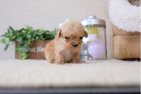 成約済の滋賀県のトイプードル-121565の2枚目