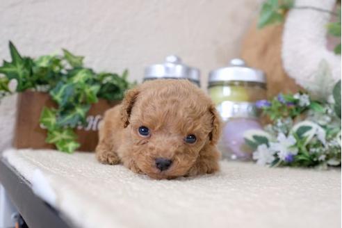 成約済の滋賀県のトイプードル-121564の1枚目