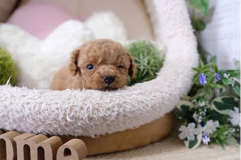 成約済の滋賀県のトイプードル-121564の3枚目