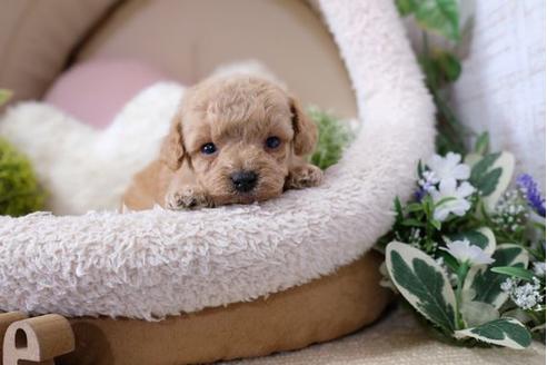 成約済の滋賀県のトイプードル-121566の1枚目