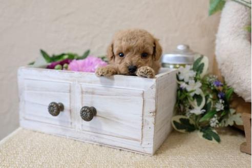 成約済の滋賀県のトイプードル-121566の3枚目