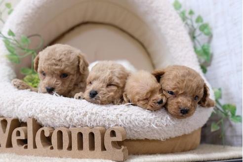 成約済の滋賀県のトイプードル-121566の2枚目