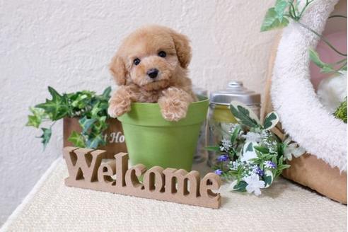 成約済の滋賀県のトイプードル-119991の1枚目