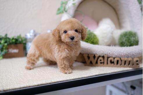 成約済の滋賀県のトイプードル-119991の5枚目