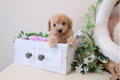 成約済の滋賀県のトイプードル-119991の3枚目