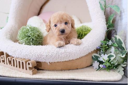 成約済の滋賀県のトイプードル-119991の2枚目