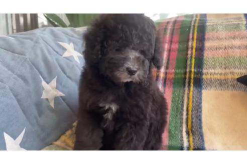 成約済の石川県のトイプードル-121605の1枚目