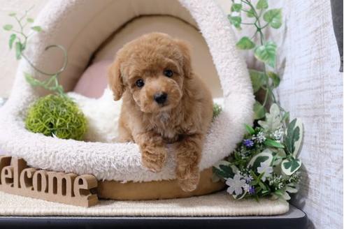 成約済の滋賀県のトイプードル-119994の1枚目